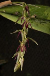 Pleurothallis loranthophylla