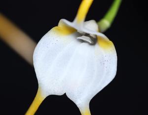 Masdevallia mejiana