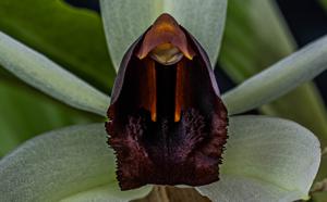 Coelogyne usitana