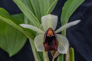 Coelogyne usitana