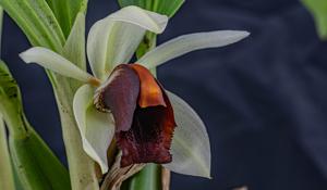 Coelogyne usitana