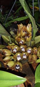 Bifrenaria tetragona