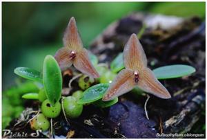 Bulbophyllum oblongum