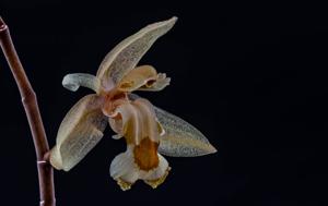 Chelonistele sulphurea