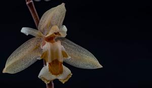 Chelonistele sulphurea