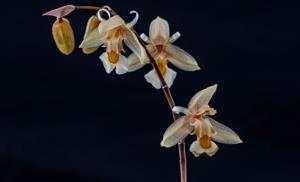 Chelonistele sulphurea