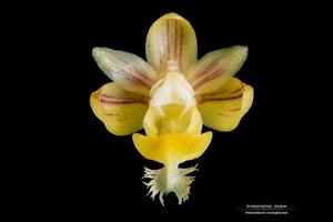 Pelatantheria woonchengii