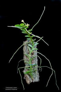 Pelatantheria ctenoglossum