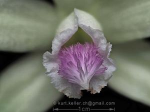 Vanilla aphylla