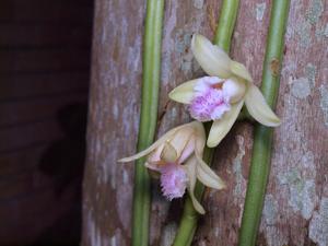 Vanilla aphylla