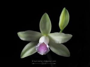 Vanilla aphylla