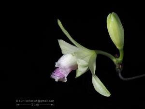 Vanilla aphylla