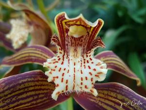 Cymbidium tracyanum