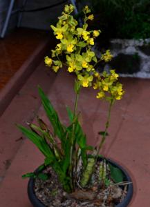 Cyrtopodium flavum