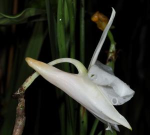 Dendrobium multilineatum
