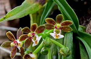 Gastrochilus acutifolius