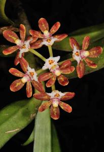 Gastrochilus acutifolius