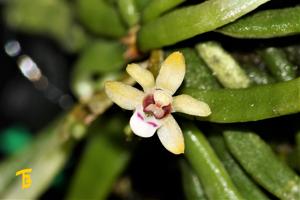 Taeniophyllum hasseltii