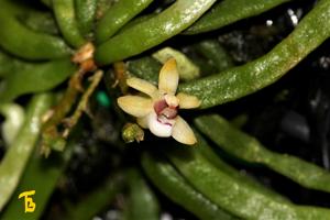 Taeniophyllum hasseltii