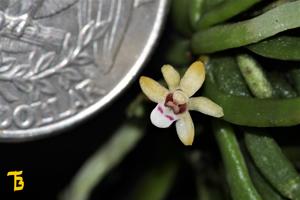 Taeniophyllum hasseltii