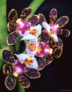 Gastrochilus bellinus