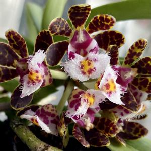 Gastrochilus bellinus