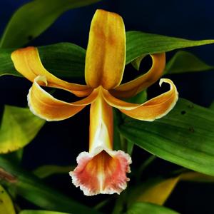 Sobralia atropubescens