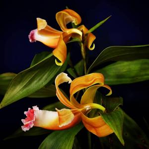 Sobralia atropubescens