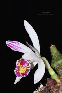 Pleione maculata