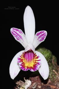 Pleione maculata