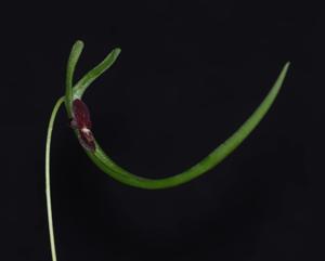 Pleurothallis dilemma