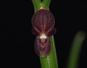 Pleurothallis dilemma