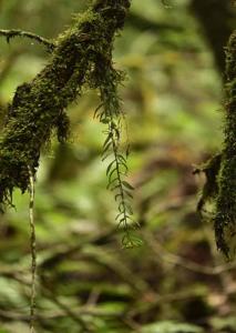 Gastrochilus distichus