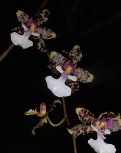 Oncidium leucochilum