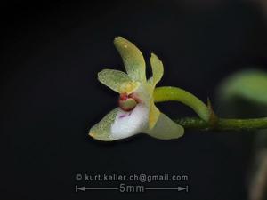 Taeniophyllum hasseltii