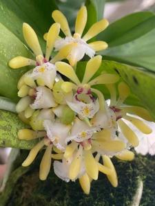 Gastrochilus obliquus var. obliquus