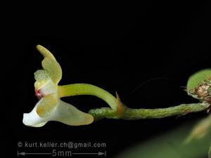 Taeniophyllum hasseltii