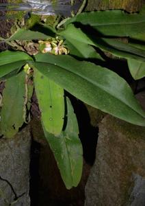 Gastrochilus patinatus