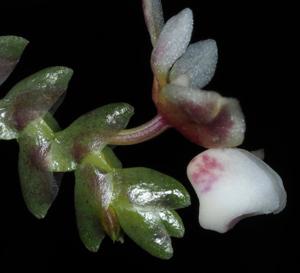 Thrixspermum lucidum