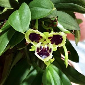 Gastrochilus retrocallus