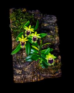 Gastrochilus retrocallus