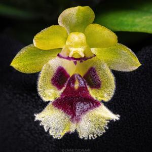 Gastrochilus retrocallus