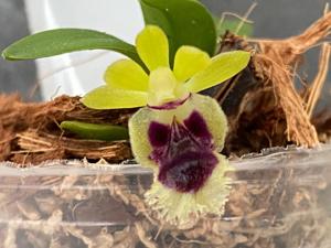 Gastrochilus retrocallus