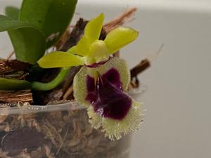 Gastrochilus retrocallus