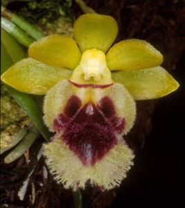 Gastrochilus retrocallus