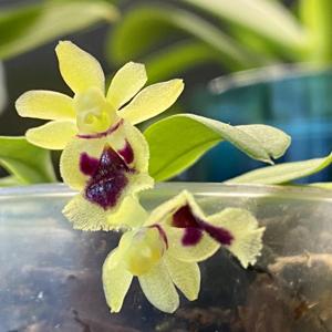 Gastrochilus retrocallus