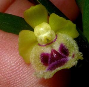 Gastrochilus retrocallus