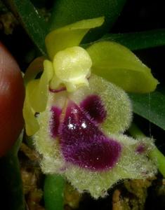 Gastrochilus retrocallus