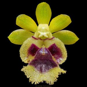 Gastrochilus retrocallus