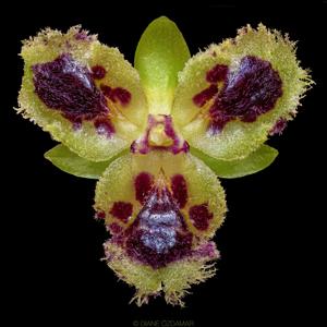 Gastrochilus retrocallus